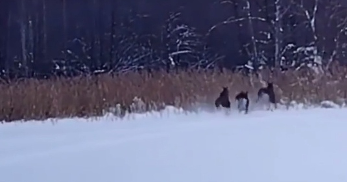 В Нижегородской области лесные камеры зафиксиро...