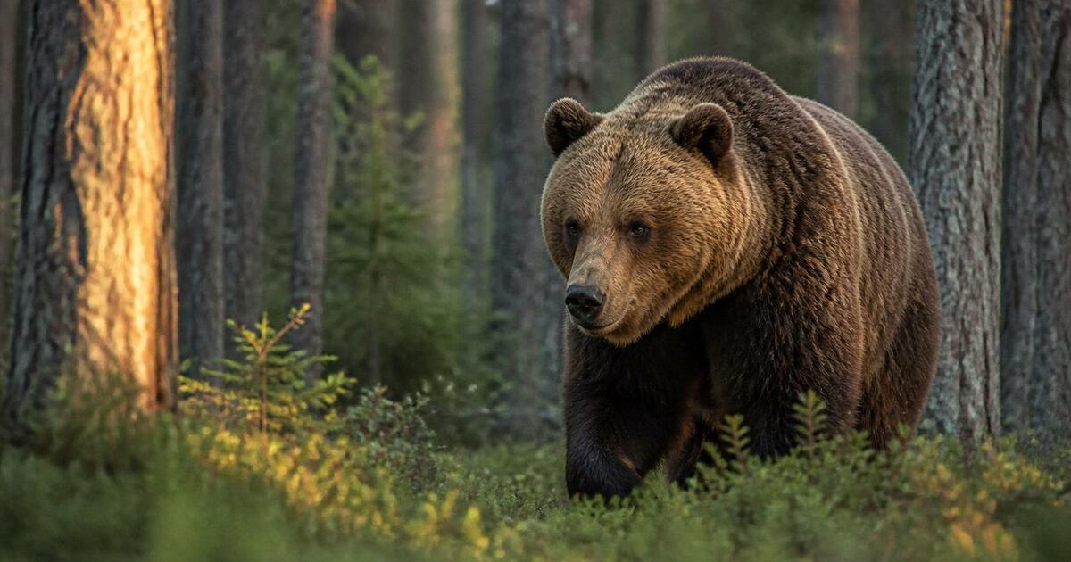 Депутаты Нижегородской области предлагают упрос...